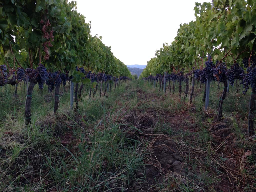 Гостевой дом Feudo Vagliasindi -Wine Experience- Рандаццо Экстерьер фото